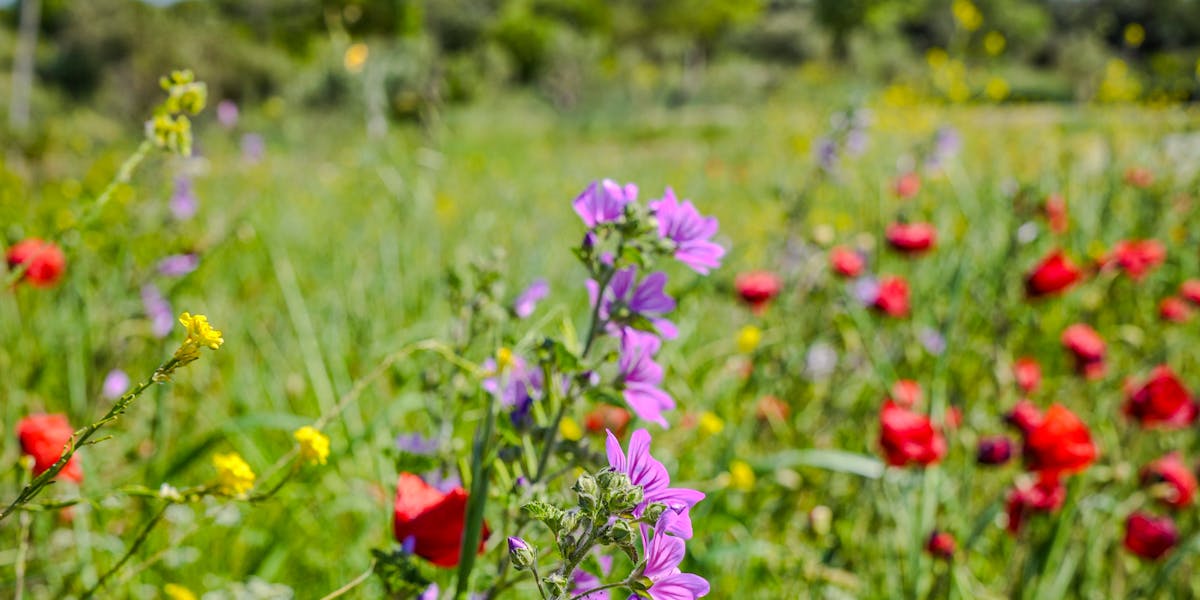 Common edible wild plants — many are more nutritious than shop-bought vegetables