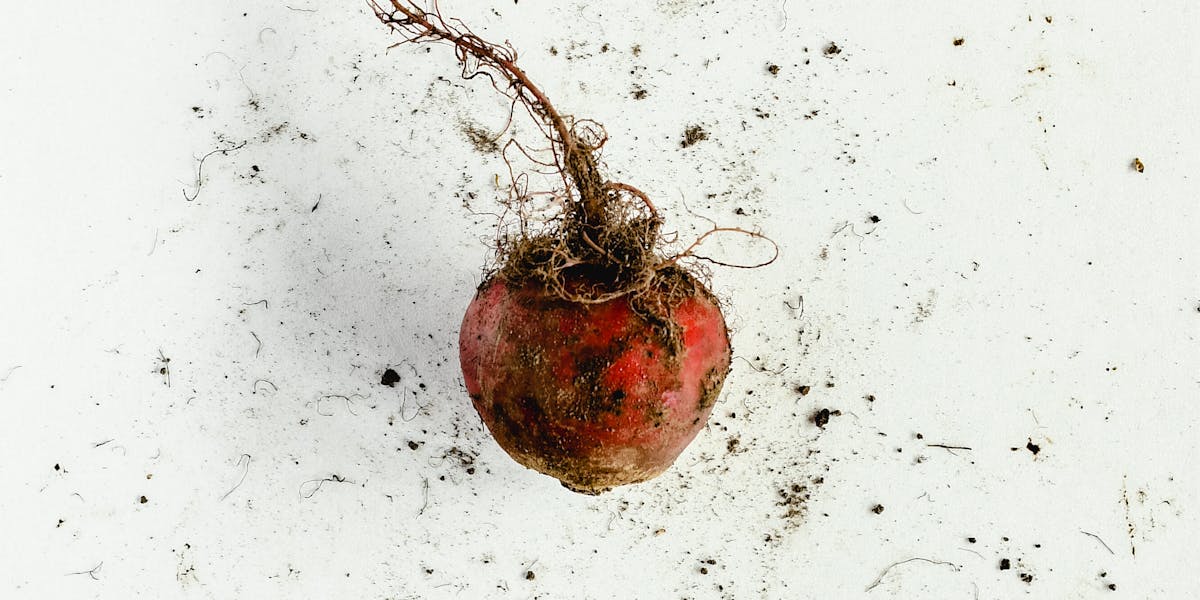 Heritage root vegetables — the diverse crops that fed Ireland before the potato