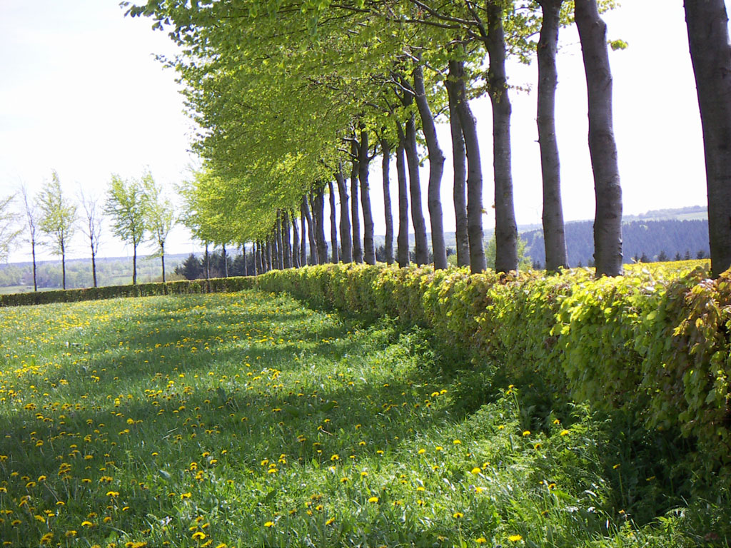 An Irish hedgerow &mdash; the base margin is prime wildflower habitat