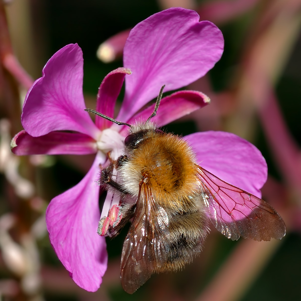 Common Carder Bee (Bombus pascuorum) — one of Ireland's most widespread wild bees