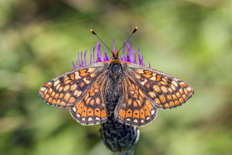Marsh Fritillary butterfly — Ireland's only legally protected butterfly