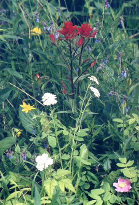Native Irish wildflowers in bloom