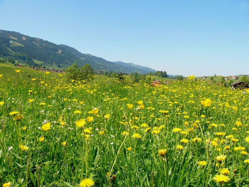 A wildflower meadow through the seasons