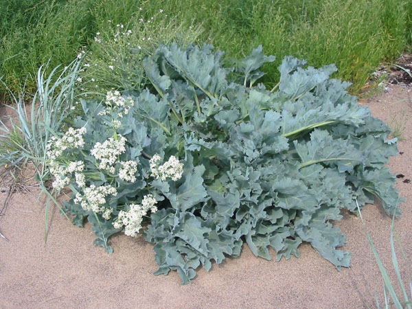 Sea kale (Crambe maritima) growing on the coast — blue-grey crinkled leaves and white flowers