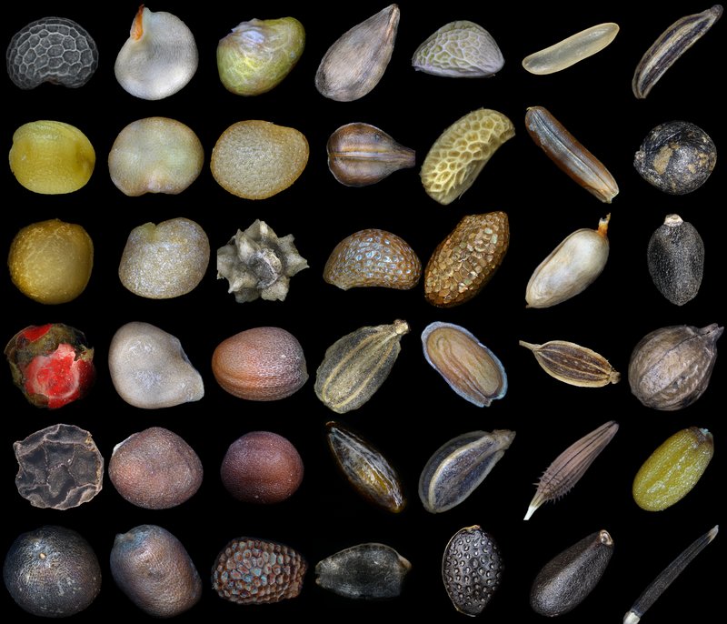 The extraordinary diversity of seeds — each one a living archive of genetic information