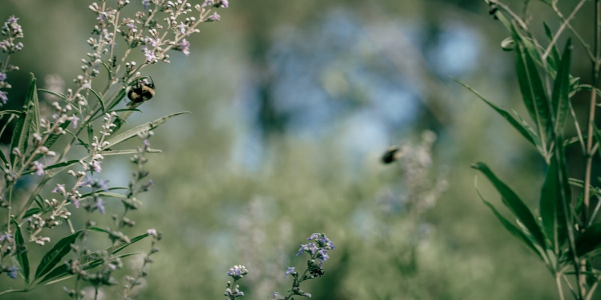 A wildflower meadow — the habitat wild bees need most