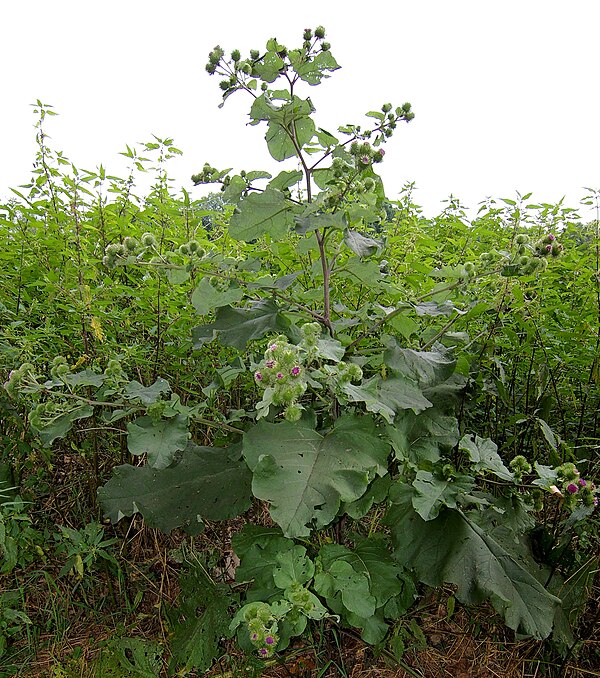Burdock plant — Arctium lappa