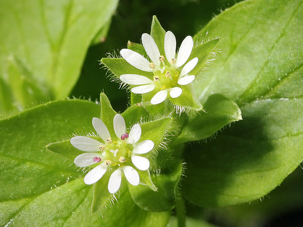 Chickweed flowers — Stellaria media
