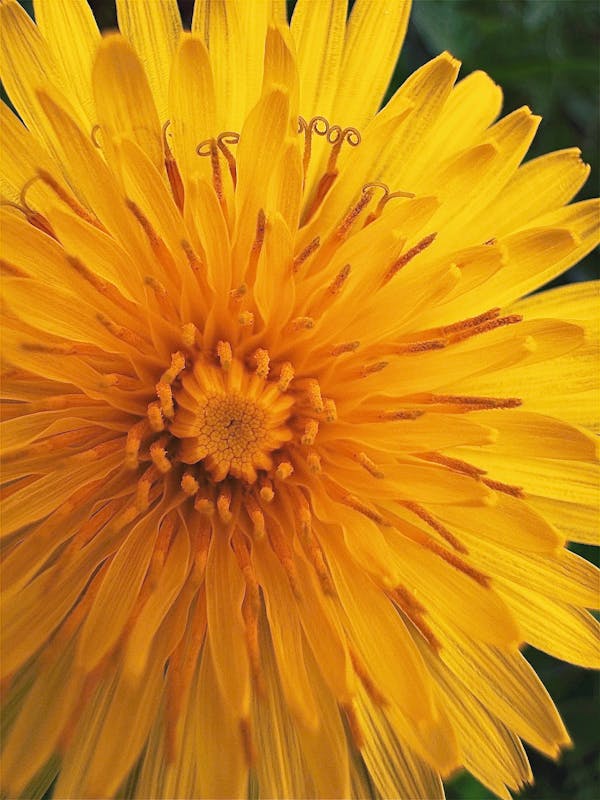 Dandelion flower close-up — Taraxacum officinale