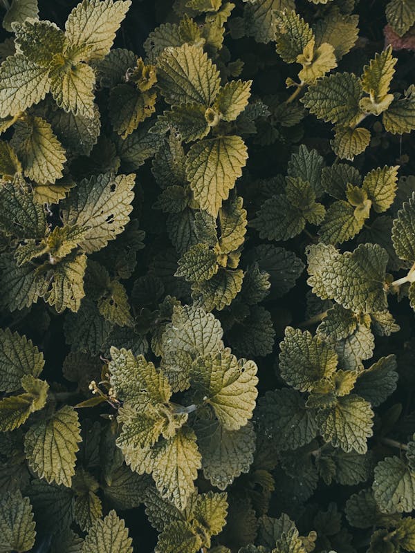 Stinging nettle leaves — Urtica dioica