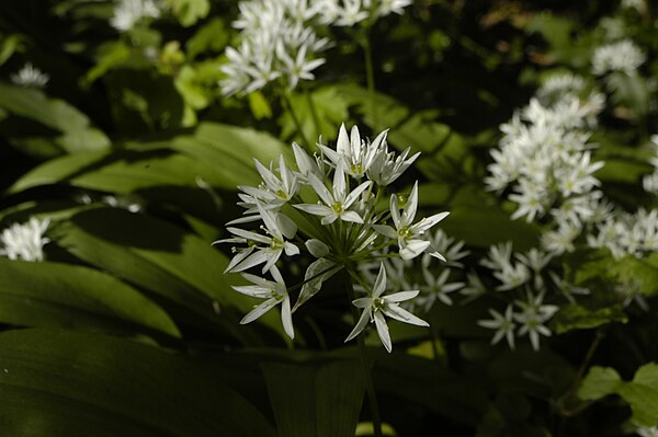 Wild garlic flowers in woodland — Allium ursinum
