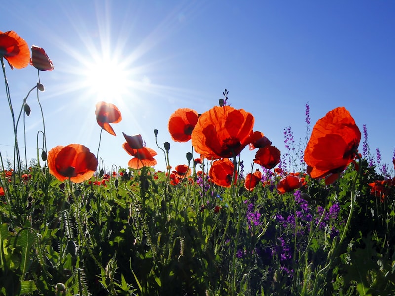 Pollinator Garden Mix