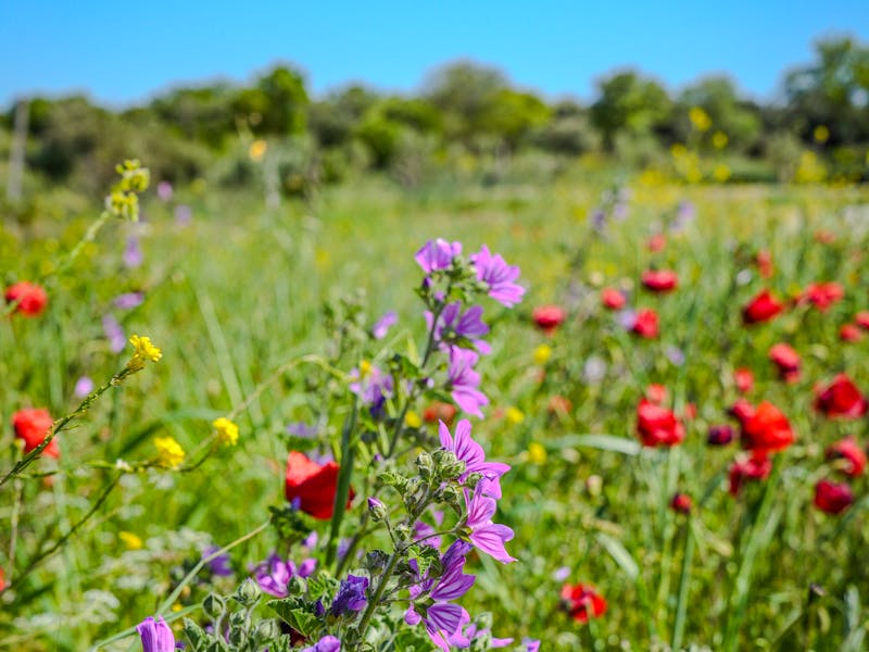 Pollinator Pocket Garden