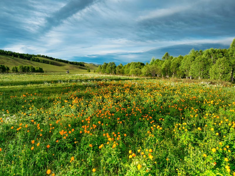 Pollinator Meadow Patch