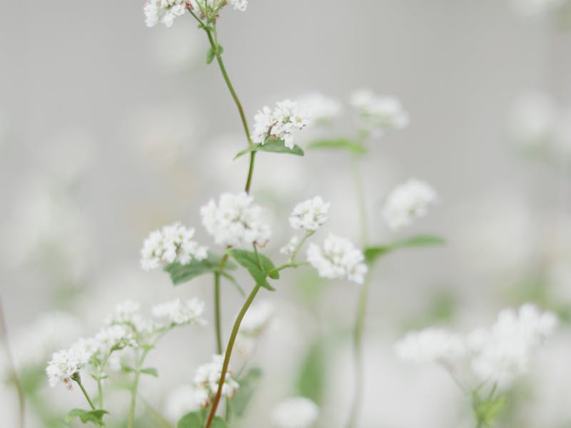 Buckwheat Seeds