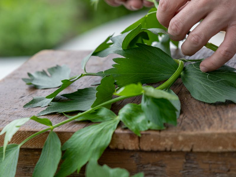 Lovage Seeds