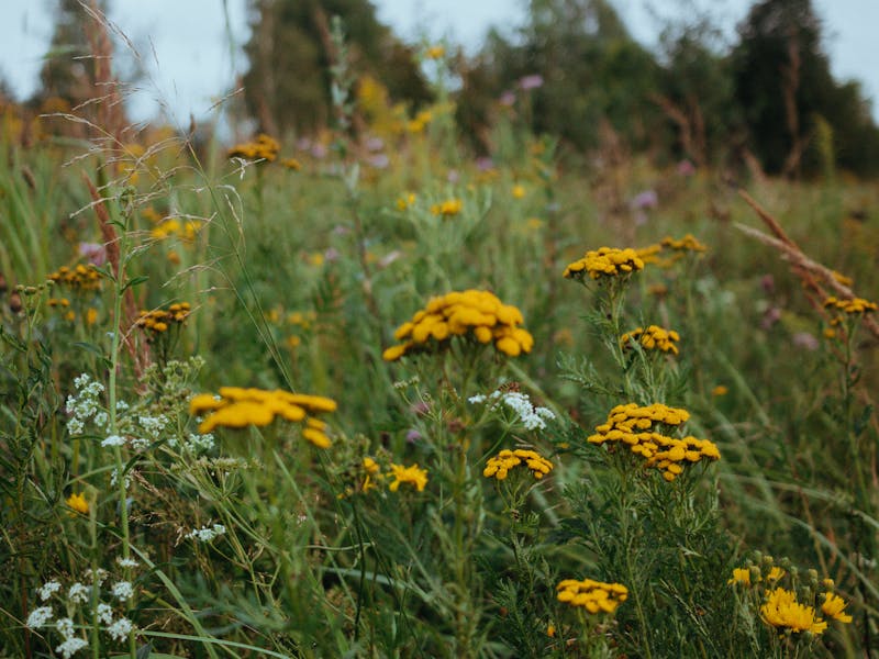 Pollinator Cover Crop