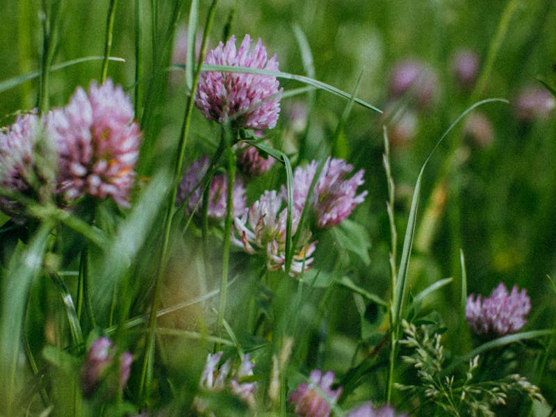 Red Clover Seeds