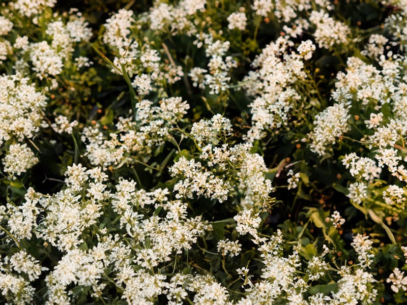 Sea Kale — Victorian delicacy, forced and blanched for tender shoots