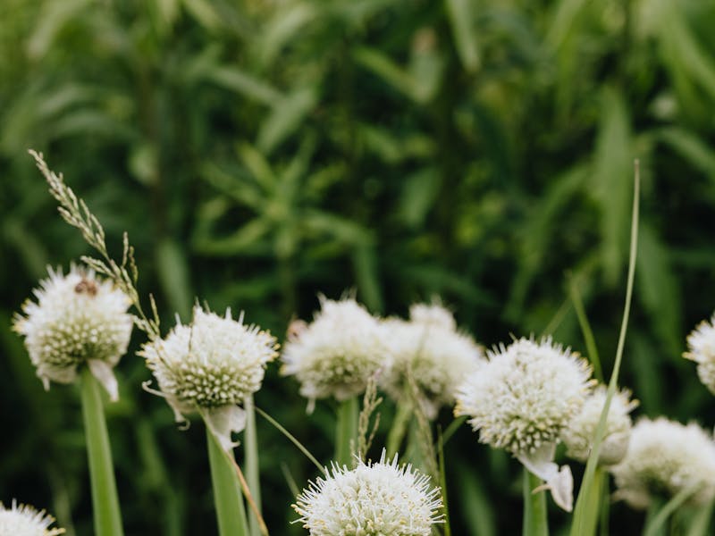 Welsh Onion Seeds